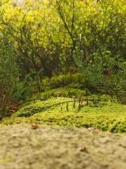 Yellow Spring Expres