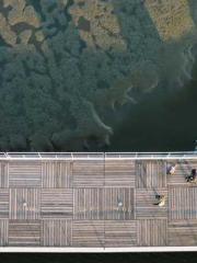 Yellow Spring Expres