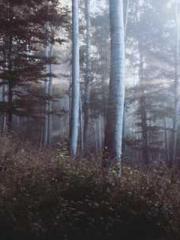 Shen Ning Ran Bo Jin