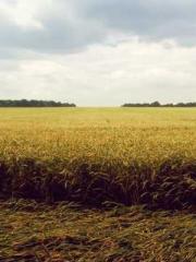 Lin Feng Lin Yun Yao