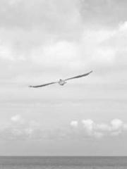 lt;Heavenly Fire Dyn